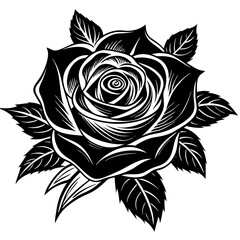 black rose isolated on white