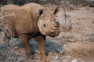 rhino in the wild © Patrice