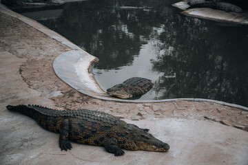 crocodile farm