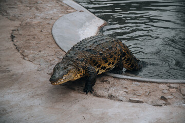 close up of a crocodile