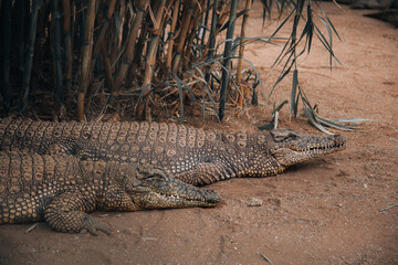 Fototapeta premium crocodiles