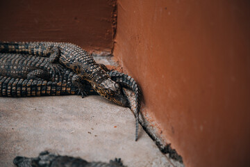 crocodile in the zoo