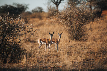 impala in the savannah