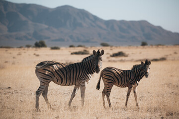 zebras in the savannah