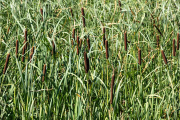 Fototapeta premium A field of tall grass with many brown reeds