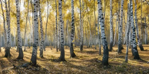 Stickers Berkenbos Bright fall day in a grove of birch trees, featuring the common silver birch.  © TheWaterMeloonProjec