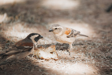 sparrow on the ground