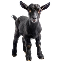 Fototapeta premium A kid of black goat isolated on transparent background