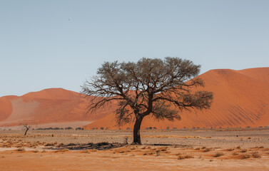 tree in the desert