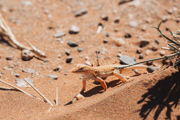 lizard on the ground