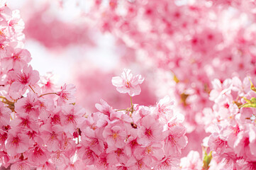 美しく満開に咲き誇る河津桜