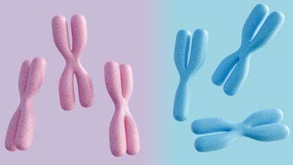 The concept of biological sex determination in humans. The pink chromosomes (XX) typically correspond to females, while the blue chromosomes (XY) typically correspond to males; 3d rendering.