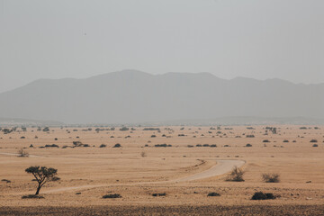 welwitschia plains