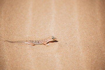 lizard on sand