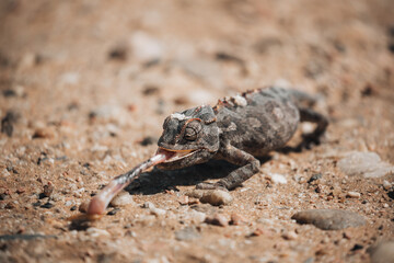 lizard on sand