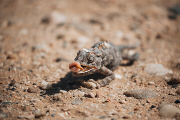 lizard on sand