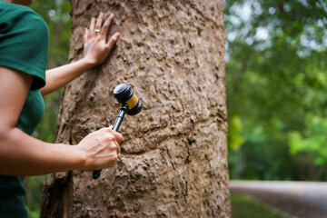 Forest conservationist stands outdoors, holding gavel against tree, law and environmental protection. legal responsibility for sustainable policies and justice in preserving our planet forests.