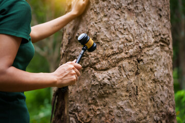 Forest conservationist stands outdoors, holding gavel against tree, law and environmental protection. legal responsibility for sustainable policies and justice in preserving our planet forests.