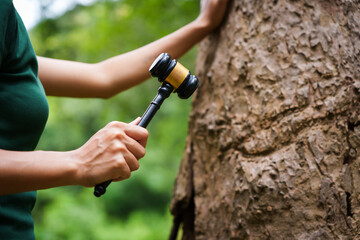 Forest conservationist stands outdoors, holding gavel against tree, law and environmental protection. legal responsibility for sustainable policies and justice in preserving our planet forests.