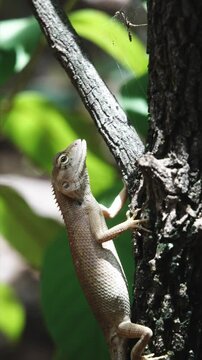 4k vertical footage of a lezard eating an ant 2