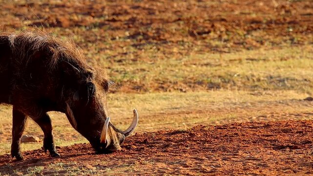 Common warthog pumba grazing in arid African terrain, copy space