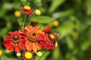 Red flower and green leaves close-up. Nature in summer. Bokeh in background. Copy space for text. 