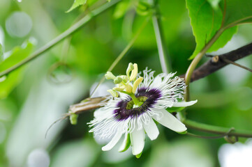 passion fruit flower on passion fruit plant, Passiflora edulis or Passionfruit or Maracuja