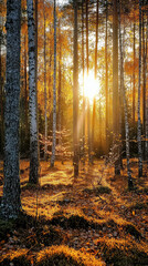 Golden light filters through tall trees in Swedish forest during autumn, creating serene and enchanting atmosphere. vibrant colors of leaves and soft glow of sun evoke sense of tranquility and beauty
