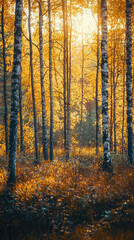 Fototapeta premium Golden light filters through serene Swedish forest, illuminating vibrant autumn foliage. tall birch trees stand gracefully, creating tranquil atmosphere