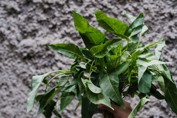 A hand holding a fresh water spinach or kangkung with grey wall background on outdoor or natural setting. Concept of fresh vegetables, ingredients, and cooking healthy food.