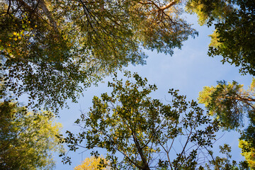 crowns of birch and pine trees, branches with green leaves on blue sky view from below