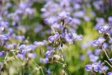 Blooming purple Murdannia Giganteum flower in meadow field with natural sunlight of garden. Copy Space