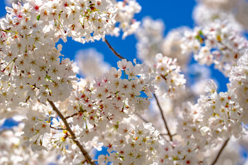 Sunny Spring Day. Spring background of branches of a blossoming tree on blue sky. Cherry blossoms trees in spring. White plum blossom, beautiful white flowers, plum branch. Bloom on branch.