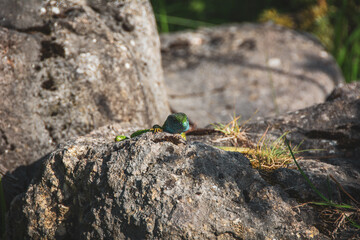 Green blue lizard on a rock against blur background
