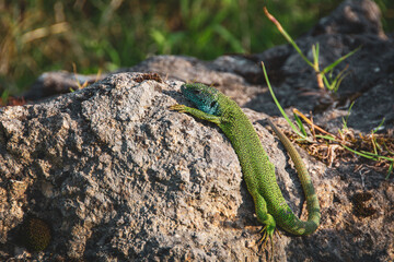 Green blue lizard on a rock against blur background
