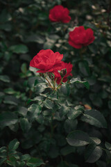 Red roses bloom amidst lush green foliage in a tranquil garden during summer, showcasing nature's beauty and vibrancy