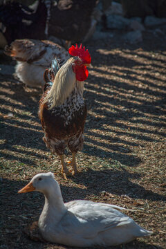 Vertical shot of rooster and hens
