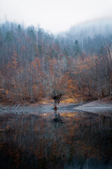Old tree on the beach of a lake during foggy winter morning