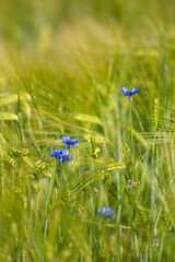Abstract picture of blue flower in wheat field