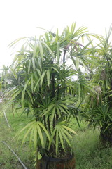 Broadleaf lady palm plant on nursery