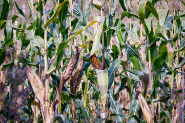 Close up of corn field during summer