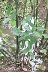 Donax canniformis flower plant on garden