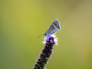 蓮池のほとりでミズネコノオの花に留まっているウラナミシジミ
