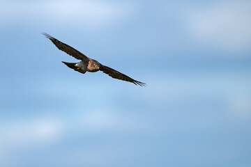 Sperber - Weibchen // Eurasian sparrowhawk - female (Accipiter nisus)