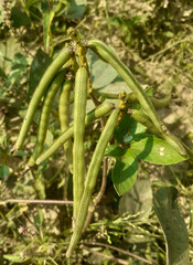 Mung bean or vigna radiata pods plant with blurred background in summer time 