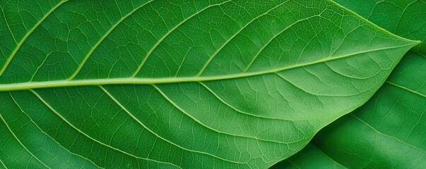 Fototapeta premium close up of green leaf