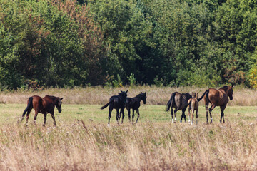 Akhal-Teke Horses Grazing in a Scenic Field