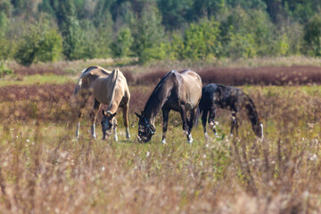 Akhal-Teke Horses Grazing in a Scenic Field