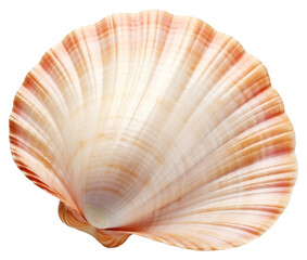 PNG Sea shell clam sea white background.