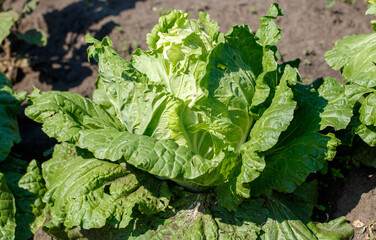 Heads of cabbage growing in the garden